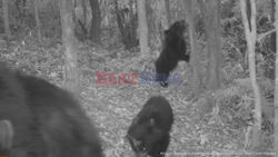 60 'Paddington' Bears Discovered In Deepest, Darkest Bolivia