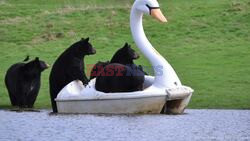 Ahoy Bear! Woburn's Bears Take To The Water In Swan Pedalo