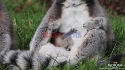 Loved Up Lemurs! Adorable Endangered Ring-Tailed Lemur Baby Born At Woburn Safari Park