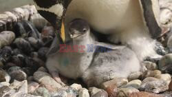 Muffin, Mittens, Wesley And Penny The Penguins Hatch Adorable Chicks At Edinburgh Zoo