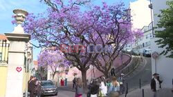 Lisbon's purple jacaranda trees flag start of summer - AFP