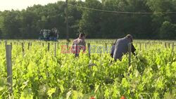 Record rainfall, early mildew and low spirits in the Bordeaux vineyards - AFP