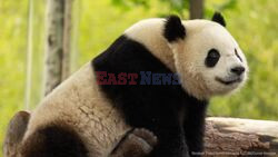 Two New Giant Pandas Are Heading To Washington D.C. From China