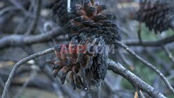 Greece prepares for another difficult wildfire season - AFP