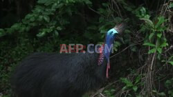 Australia's fearsome 'dinosaur bird' stares down extinction - AFP