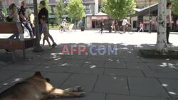 Dogged by strays, Kosovo capital pays people to adopt them - AFP