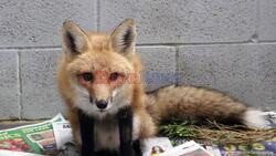 Fox Saved With Dog Blood Transfusion After Being Poisoned