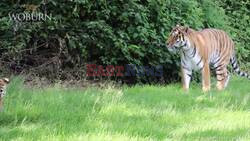 Tiger Tinder! Amur Tigers Meet For First Date At Woburn Safari Park