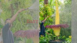 'World's Smelliest Plant' Has Rare Flowering At Kew Gardens