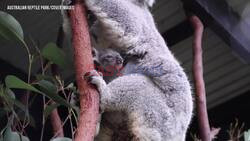 Australian Reptile Park Welcomes New Generation Of Adorable Koala Joeys