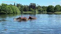 Pack Your Swimming Trunks! Woburn's Elephants Take A Dip To Beat UK Heatwave