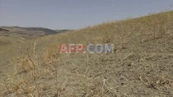 'No wheat, no barley': In drought-hit Sicily, farmers struggle to survive - AFP