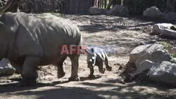 Third white rhino born in South America presented at Chilean zoo - AFP