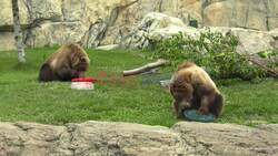 Orphaned Alaskan Bears Celebrate 4th July Holiday At Chicago's Brookfield Zoo