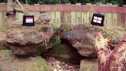 London Zoo's Three Meerkats Predict Euros Victory Ahead Of Semi-Final - But For Who?