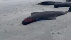 Heartbreaking Scenes As 100 Pilot Whales Strand Themselves In Orkney