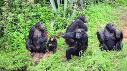 Chimpanzees Display Human-like Conversational Skill