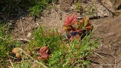 UNCAPTIONED; New Hope For Sycamore Gap Tree As Seedlings Sprout From Stump