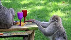 Party Animals! Giraffes And Macaques Enjoy Summer Cocktails At Woburn Safari Park