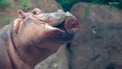 Cincinnati Zoo's Famous Hippo Fritz Celebrates 2nd Birthday