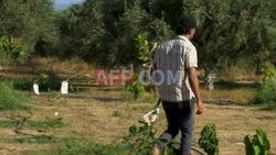 Greek farmers grow subtropical crops in climate change experiment - AFP