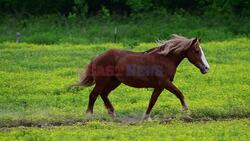 New Study Reveals Horses Can Strategize and Adapt Quickly to Changing Rules