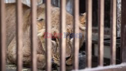 Two Traumatised Ukrainian Lions Are On Their Way To Safety In Kent