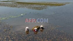 Vietnam floods: Farmers save rice crops from flooded fields as thousands evacuated - AFP