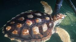 Royal Navy Rescues Rare Turtles Knocked 1,500 Miles Off Course By Storm