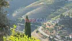 Impacted by falling sales, winegrowers in northern Portugal feel 'abandoned' - AFP