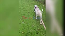 Deaf Dog Learning Sign Language To Get Second Chance At Life