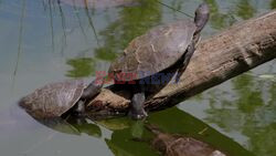 Australia Unveils World-First Floating Turtle Islands For Conservation