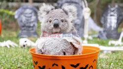 Animals Explore Creepy Halloween Graveyard At Australian Zoo