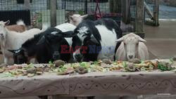 Happy Thanks-Kidding! Chicago's Goats, Lions, Tigers And Seals Enjoy Thanksgiving Dinners