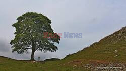 Sycamore Gap Saplings Will Honour Late Rugby Star Rob Burrow And Other Inspiring People