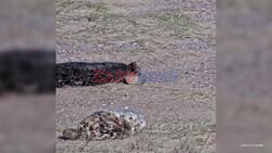 Remarkable Footage Shows Seal Giving Birth At U.K.'s Largest Colony