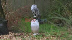 Widowed Surrey Owl Finds Love Again With Lonely Yorkshire Male