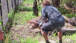 Zoo Keepers Undertake Deadly Task Of Raiding Alligator Nest For Eggs