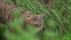 Scotland's Recovering Wildcats Become TV Stars