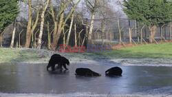 Prancing On Ice! Woburn's Bears Go Ice Skating