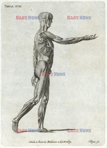 Anatomia 