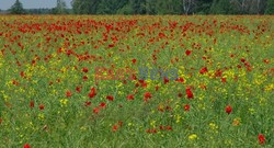 Podlasie Marek Bazak