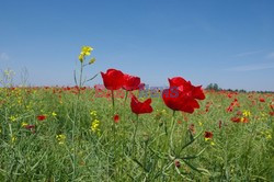 Podlasie Marek Bazak