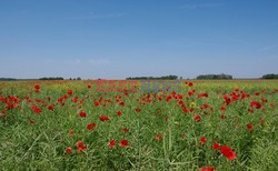 Podlasie Marek Bazak