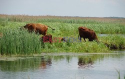 Podlasie Marek Bazak