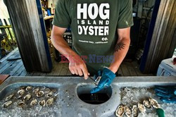 Hog Island Oyster Company