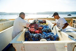 Hog Island Oyster Company