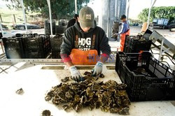 Hog Island Oyster Company