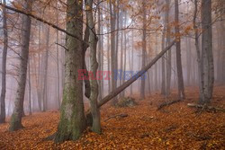 OJCOWSKI PARK NARODOWY AdLa