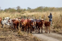 Życie codzienne w Tanzanii - ABACA